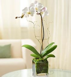 phalaenopsis $85